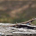 Eastern fence lizard