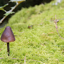 Bonnet Mushroom