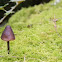 Bonnet Mushroom