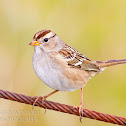 White-crowned Sparrow