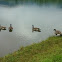 Cackling Goose - Zwergkanadagans