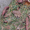 Eastern American toad
