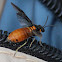 Paperbark Sawfly