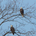 Bald Eagles