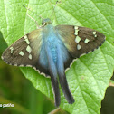 Turquoise longtail