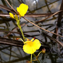 Leafy bladderwort