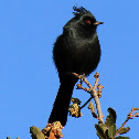 Phainopepla