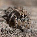 jumping spider