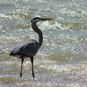 Great Blue Heron