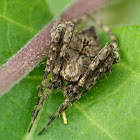 Orbweaver
