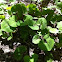 Wild Ginger