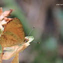 uncertain butterfly