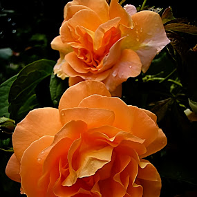 ..two by Mirela Korolija - Nature Up Close Flowers