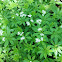 Sweet woodruff