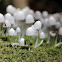 Mycena sp.