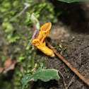 Golden chanterelle