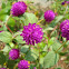 Globe Amaranth / Bachelor Button