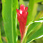 Red ginger