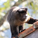Black capuchin