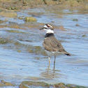 Killdeer
