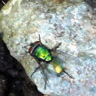 Common Green Bottle Fly