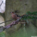 Common Chaffinch
