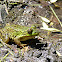 green frog