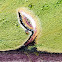 Luna Moth