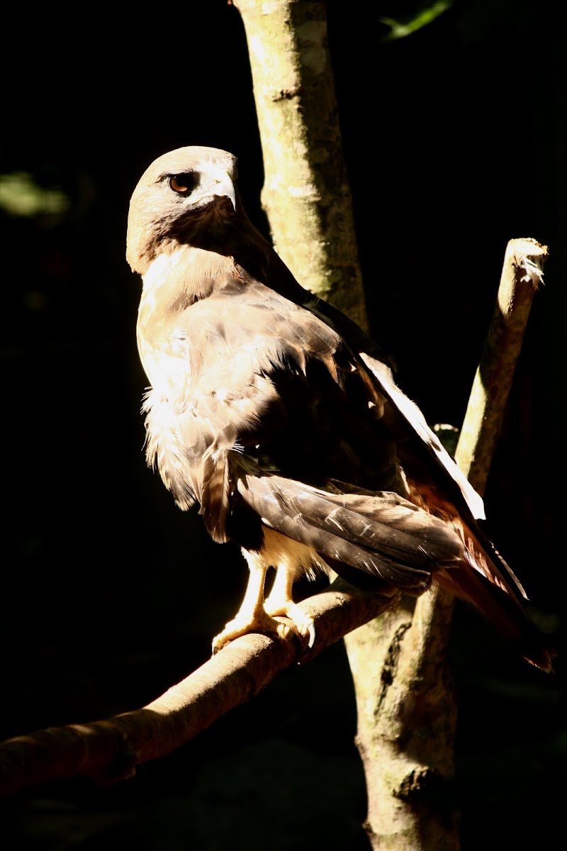 Red-tailed Hawk