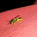 Yellow Jacket