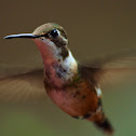 Colibrí Magenta  .--.  Magenta-throated Woodstar  female