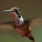 Colibrí Magenta  .--.  Magenta-throated Woodstar  female
