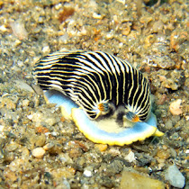 Romblon Marine Biodiversity 