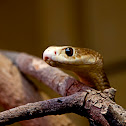 Coastal Taipan
