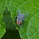 Flesh Fly