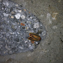 Tiger moth