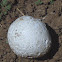 Puffball