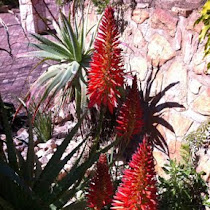 Aloes of Southern Africa