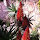 Aloes of Southern Africa