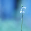 Blue Toadflax