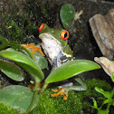 Red Eyed Tree Frog