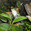 Red Eyed Tree Frog