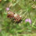 Heteroptera