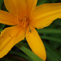 Scudder's Bush Katydid nymph
