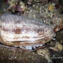 Cone Snail