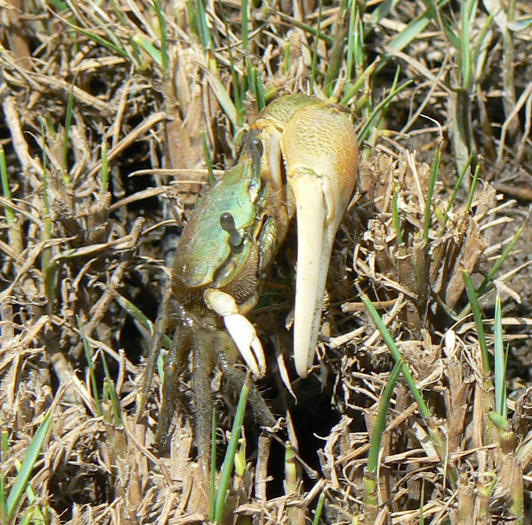 TouLouLou or Fiddler Crab Project Noah