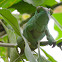 Largest chameleon