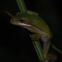 American Green Treefrog