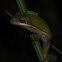 American Green Treefrog