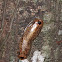 Tesselated Cockroach